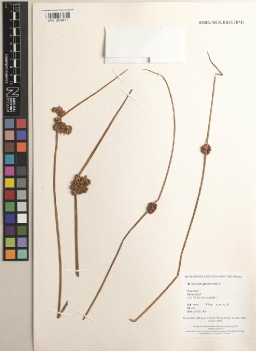 Juncus conglomeratus L. - BM012556611