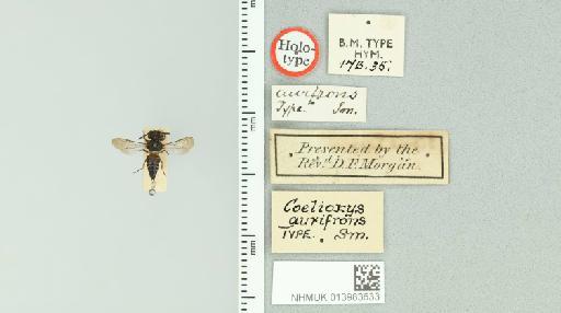Coelioxys (Coelioxys) aurifrons Smith, F., 1854 - 013983633_835249_602230-