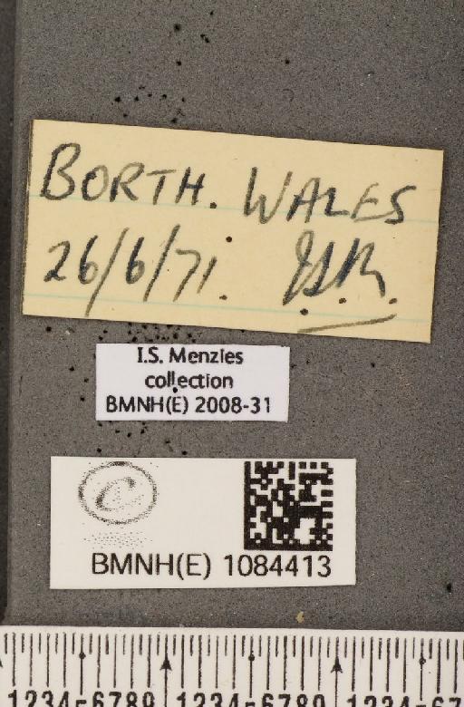 Coenonympha tullia polydama (Haworth, 1803) - BMNHE_1084413_label_50070
