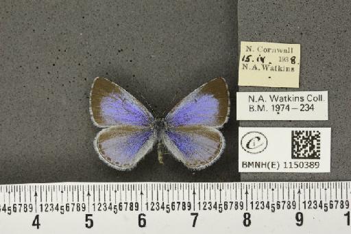 Celastrina argiolus britanna (Verity, 1919) - BMNHE_1150389_111810