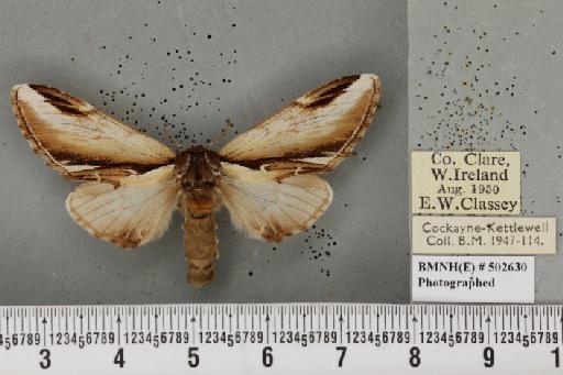 Pheosia gnoma (Fabricius, 1777) - Fla_047598_246175