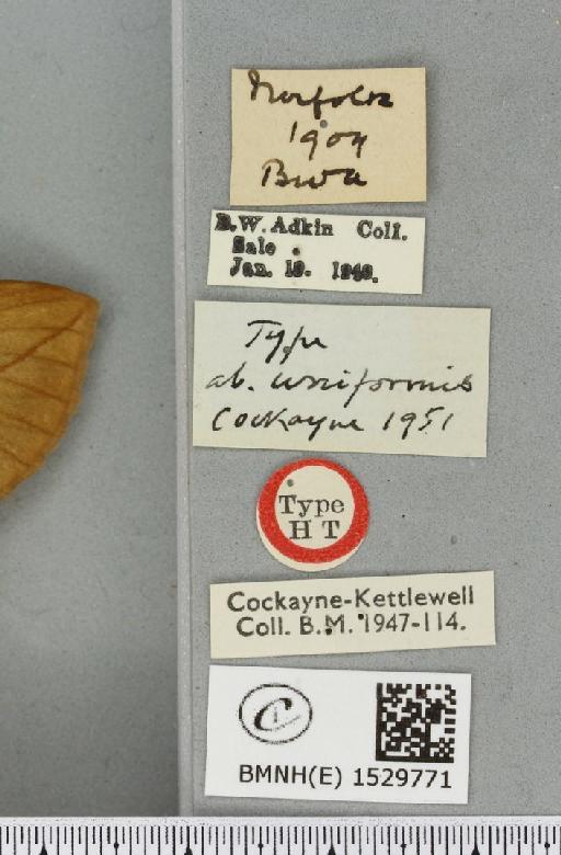 Euthrix potatoria ab. uniformis Cockayne, 1951 - BMNHE_1529771_label_202470