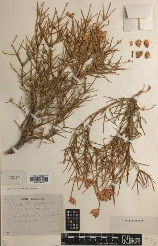 Echinospartum lusitanicum subsp. barnadesii (L.) P.E.Gibbs - BM000750928