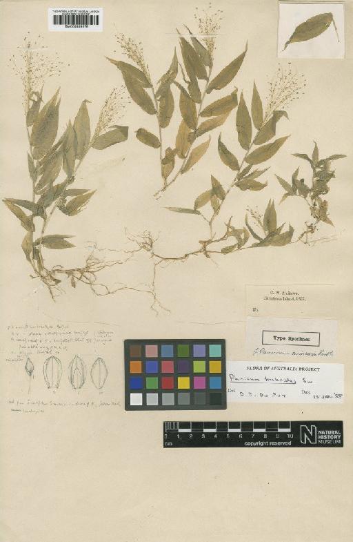 Panicum trichoides Sw. - BM000959576