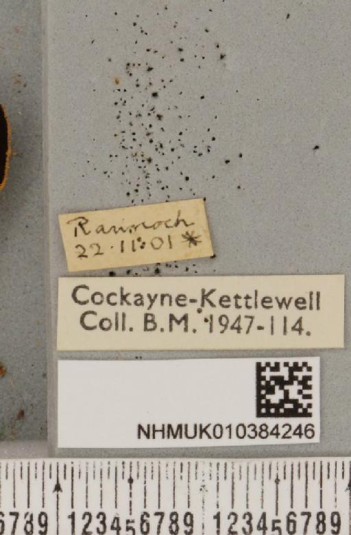 Parasemia plantaginis insularum Seitz, 1910 - NHMUK_010384246_label_511623