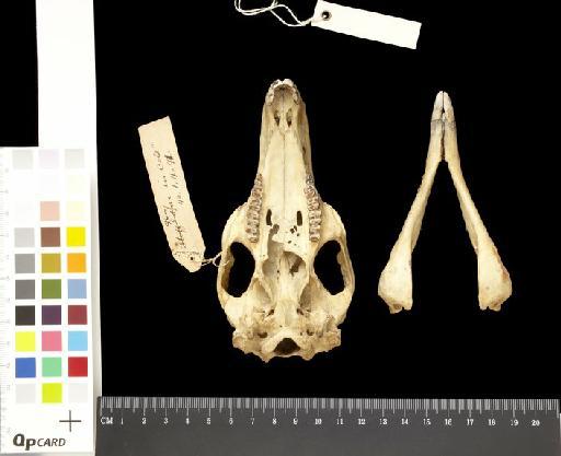 Macropus (Notamacropus) greyi Waterhouse, 1846 - 1846.3.17.12_Skull_Ventral