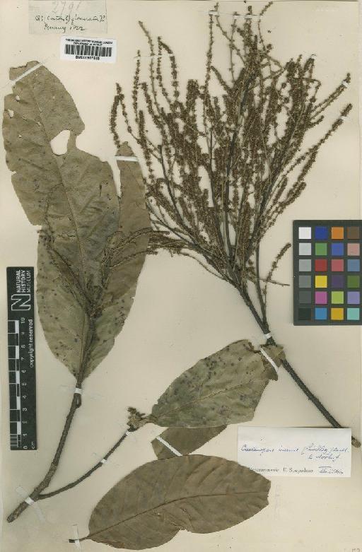 Castanopsis inermis (Lindl.) Benth. & Hook.f. - BM000907545