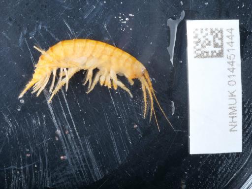 Gammarus marinus parvorder Gammaridira Leach, 1815 - 014451444_01