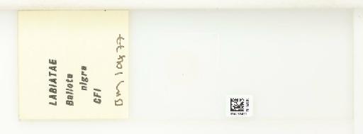 Lamiaceae Martinov - 014753431_289723_4546720