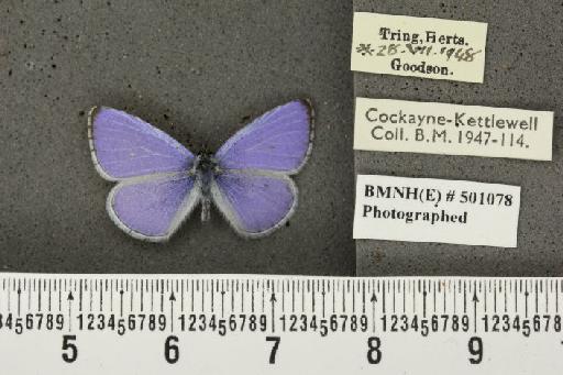 Celastrina argiolus britanna ab. minor Tutt, 1908 - BMNHE_501078_111277