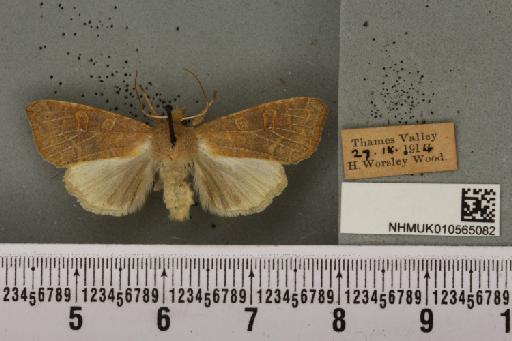 Cirrhia ocellaris (Borkhausen, 1792) - NHMUK_010565082_622664