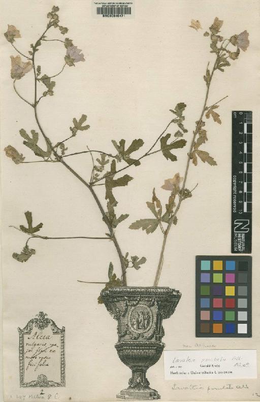 Malva alcea L. - BM000646471