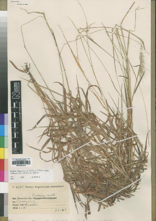 Melinis longiseta subsp. bellespicata (Rendle) Zizka - BM000923276