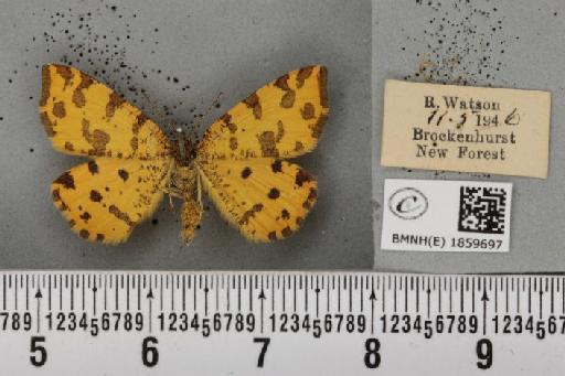 Pseudopanthera macularia (Linnaeus, 1758) - BMNHE_1859697_429993