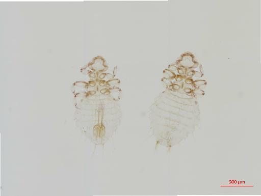 Gyropus mesoamericanus Mendez, 1969 - 010649017__2017_07_17-Scene-1-ScanRegion0