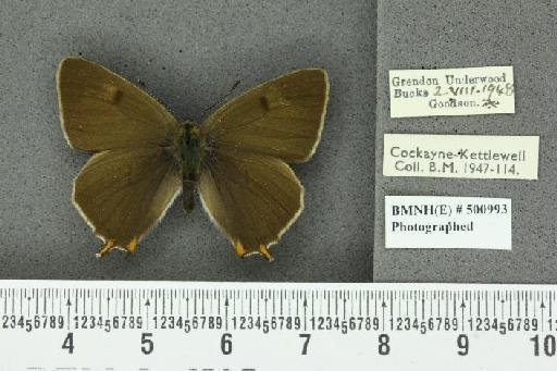 Thecla betulae ab. unicolor Tutt, 1907 - BMNHE_500993_95151