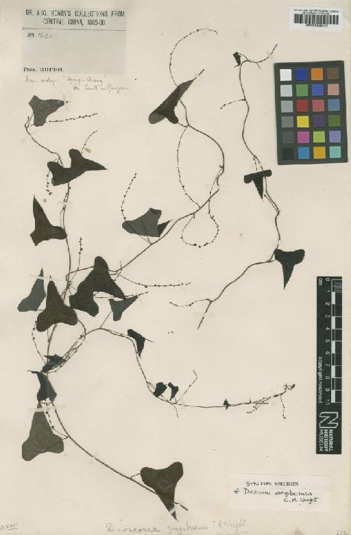 Dioscorea zingiberensis C.H.Wright - BM000958177