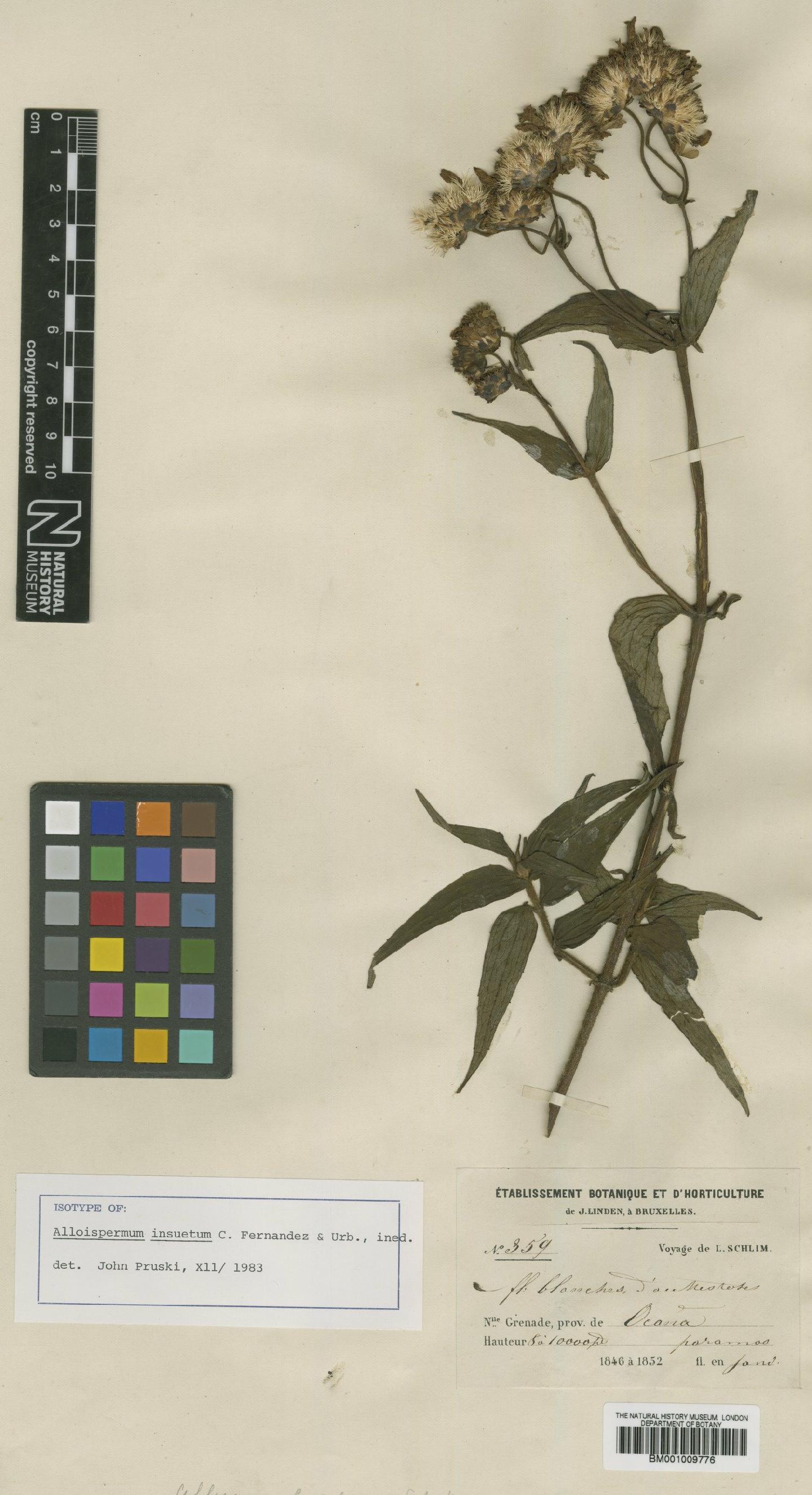 To NHMUK collection (Alloispermum insuetum C.F.Fernández, Urbatsch & G.A.Sullivan; Isotype; NHMUK:ecatalogue:621298)