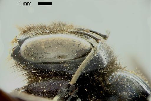 Xylocopa dimidiata Latreille, 1809 - Xylocopa batesi syntype BMNH(E)970534 head lat