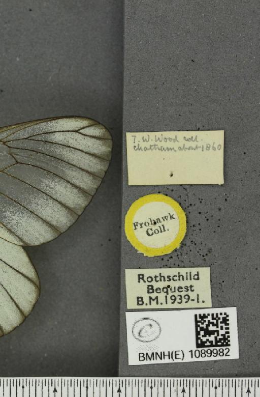 Aporia crataegi (Linnaeus, 1758) - BMNHE_1089982_label_69777