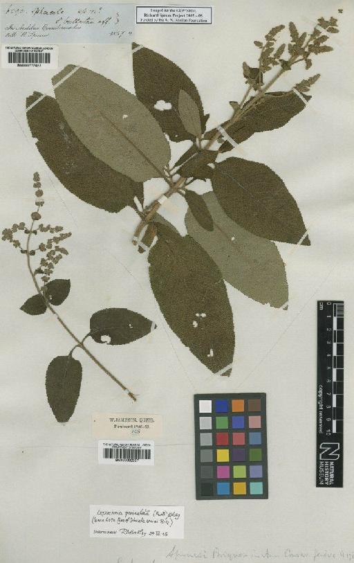 Lepechinia paniculata (Kunth) Epling - BM000777437