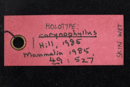 Hipposideros corynophyllus Hill, 1985 - 1984_1898-Hipposideros_corynophyllus-Holotype-Skull-label_reverse