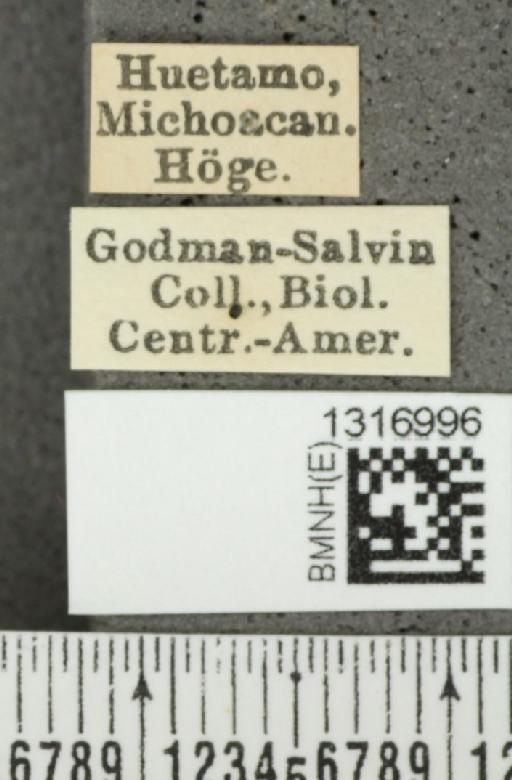 Calligrapha (Erythrographa) aladina Bechyné, 1954 - BMNHE_1316996_label_16220