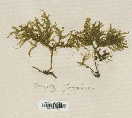 Thamnobryum fasciculatum (Hedw.) Sastre - BM000961507
