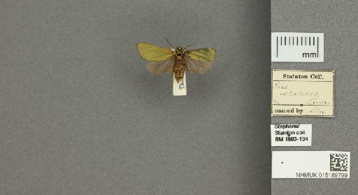 Adscita (Adscita) statices statices (Linnaeus, 1758) - 015189799_775459_1082517