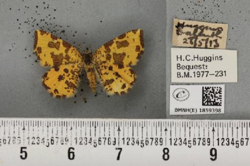 Pseudopanthera macularia (Linnaeus, 1758) - BMNHE_1859398_429693