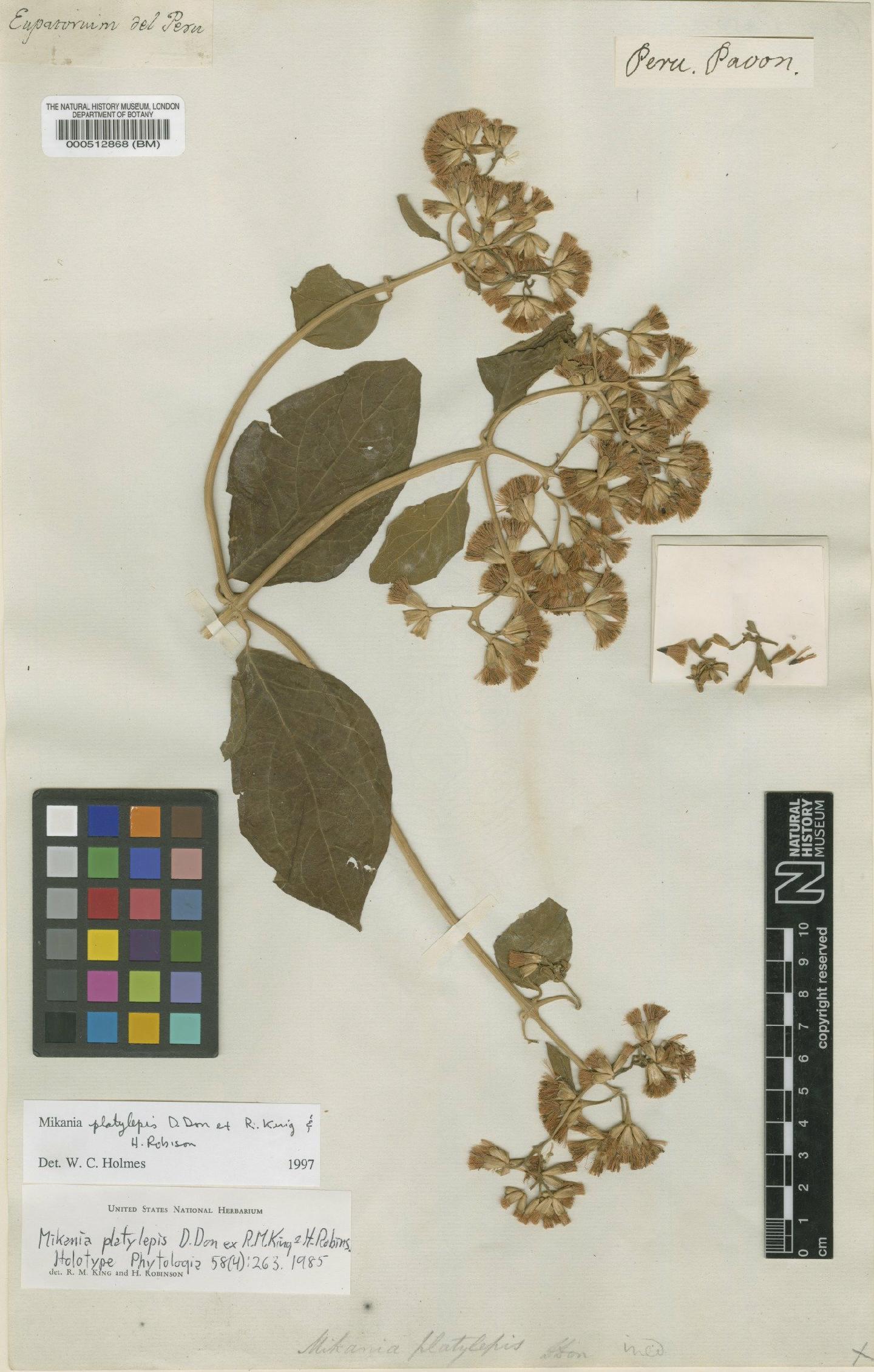 To NHMUK collection (Mikania platylepis D.Don ex R.M.King & H.Rob.; Holotype; NHMUK:ecatalogue:571086)