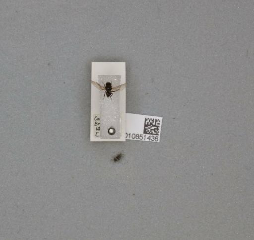 Agromyzidae Fallén, 1823 - 010851436___5