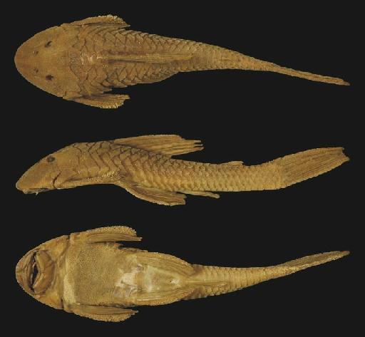 Plecostomus borellii Boulenger, 1897 - Plecostomus borellii