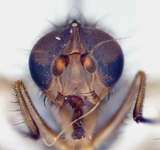 Heteromyza oculata Fallén, 1820 - Heteromyza_oculata-1240948-head_frontal-32_0x_edit