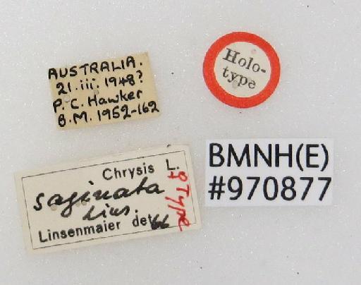 Chrysis saginata Linsenmaier, 1982 - Chrysis_saginata-BMNH(E)#970877_type-labels