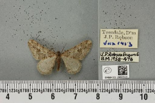 Agriopis leucophaearia (Denis & Schiffermüller, 1775) - BMNHE_1902313_462858