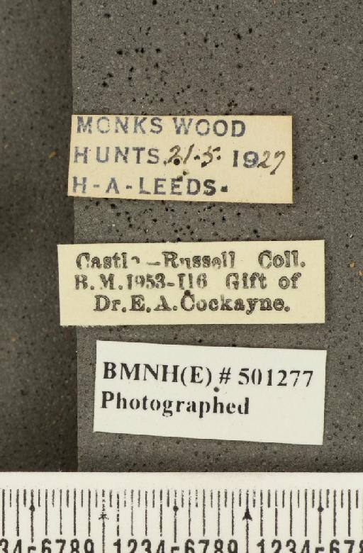 Aricia agestis ab. deleta Cockerell, 1889 - BMNHE_501277_label_177471