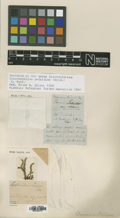 Crossomitrium patrisiae (Brid.) Müll.Hal. - BM000862104_a