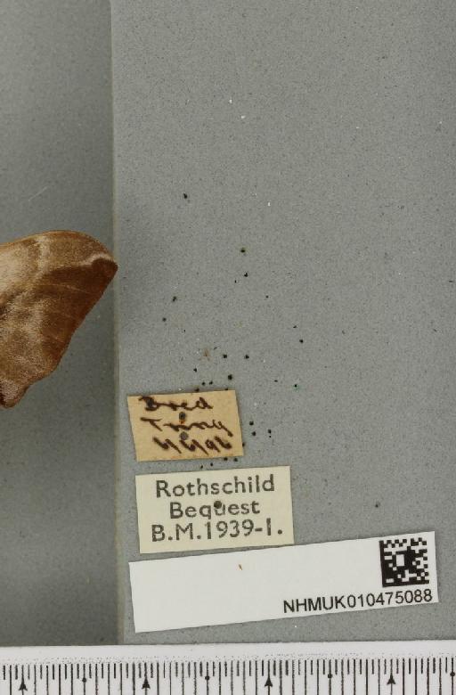 Smerinthus ocellata ocellata (Linnaeus, 1758) - NHMUK_010475088_label_525394