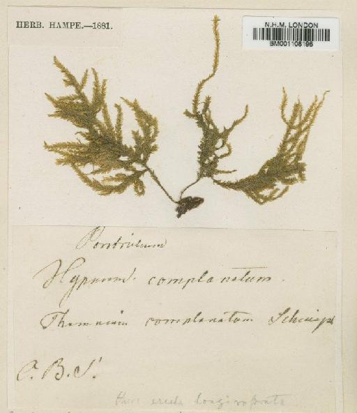 Porotrichum elongatum (Welw. & Duby) A.Gepp - BM001108196