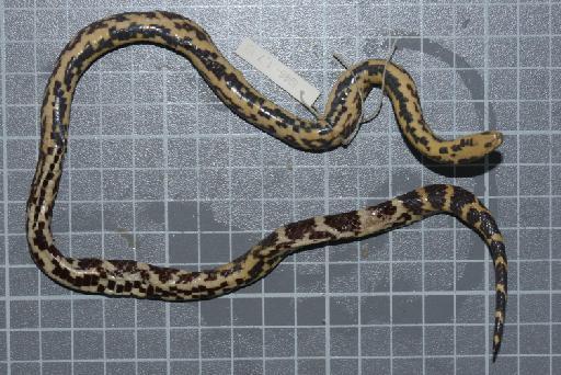 Atractus erythromelas Boulenger, 1903 - Image of specimen 1946.1.7.19