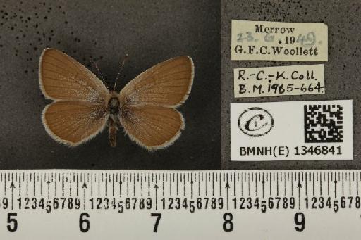 Cupido minimus ab. pallida Tutt, 1896 - BMNHE_1346841_150630
