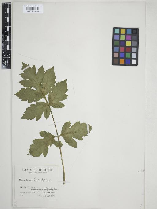 Heracleum sphondylium L. - 015148194