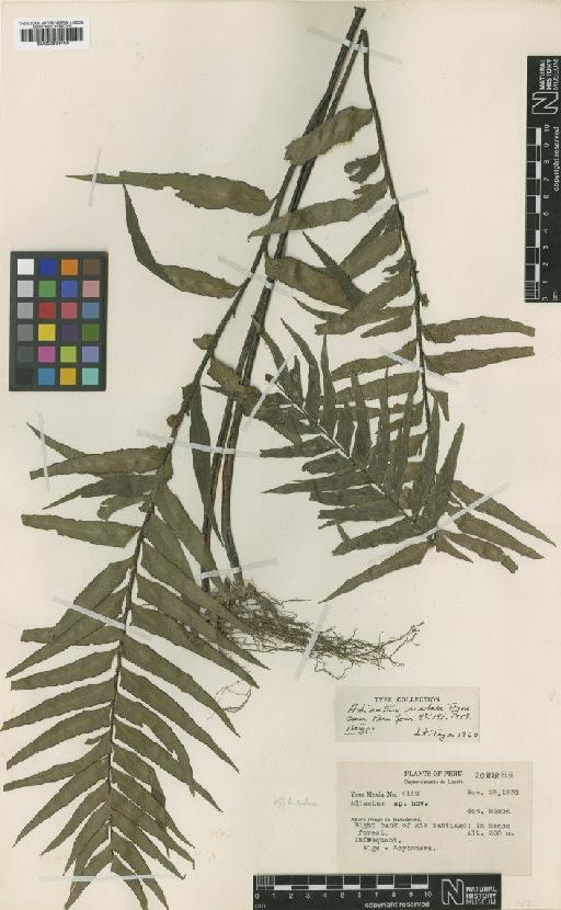 Adiantum scalare R.M.Tryon - BM000936706