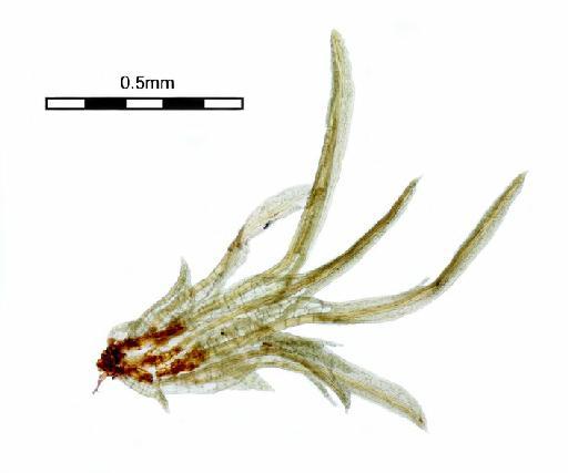 Syrrhopodon prolifer var. acanthoneuros (Müll.Hal.) Müll.Hal. - Syrrhopodon epapillousus_BM000663616.jpg