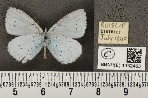 Celastrina argiolus britanna (Verity, 1919) - BMNHE_1352463_152290