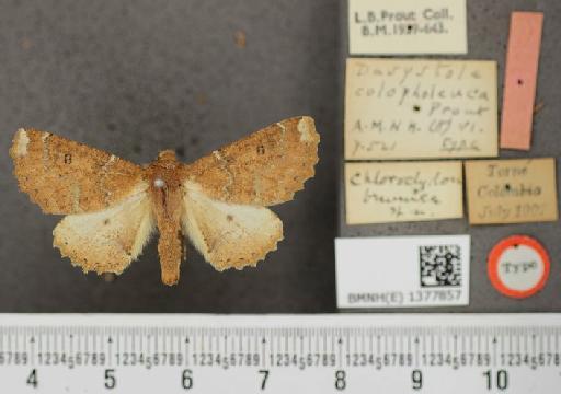 Dasystole colopholeuca Prout, 1910 - Dasystole colopholeuca Prout holotype male dorsal