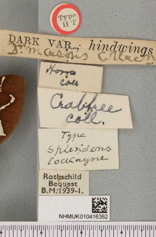 Arctia caja ab. splendens Cockayne, 1949 - NHMUK_010416362_label_528726