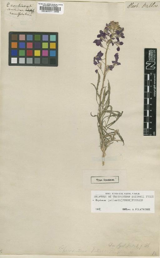 Erysimum pallasii (Pursh) Fernald - BM000522251