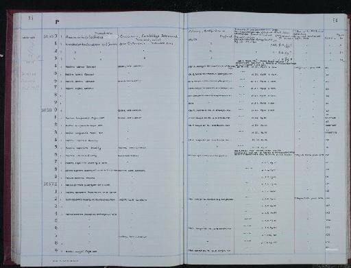 Assilina burujenensis Mojab, 1982 - NHM-UK_P_DF118_04_07_0173